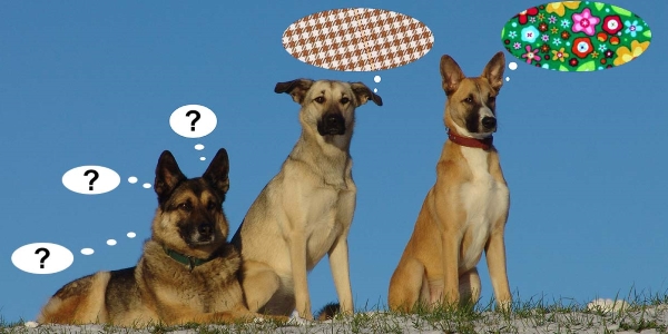 Katja Meyn - Hundetraining & Hundeschule - Gruppen für erwachsene Hunde