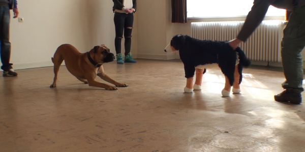 Katja Meyn - Hundetraining - Verhaltensanalyse bei Hunden