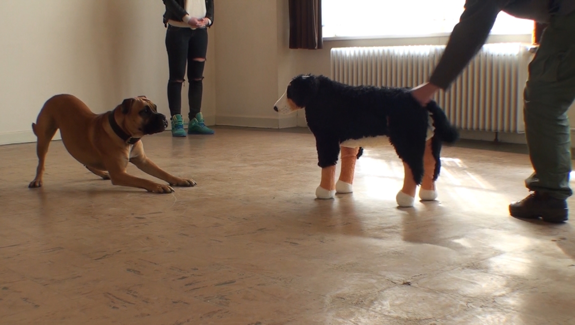Katja Meyn - Hundetraining & Hundeschule - Verhaltensanalyse bei Hunden