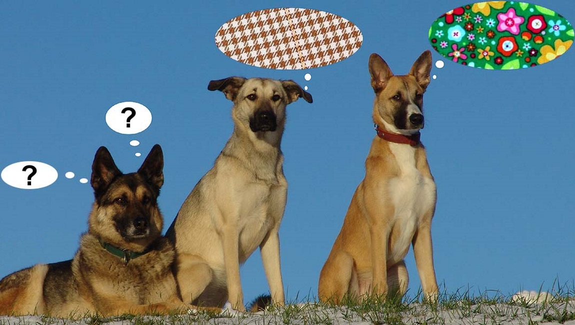Katja Meyn - Hundetraining & Hundeschule - Gruppen für erwachsene Hunde
